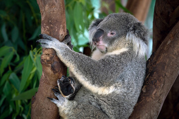 Poster - koala resting on the tree.