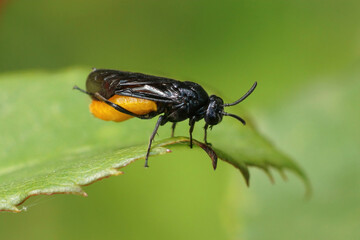 Closeup on the colorful orange and black sawlfy, Arge pagana sitting on a green leaf