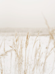 ears of wheat on the field covered with snow in the winter 