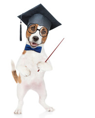 Poster - Smart Jack russell puppy wearing graduation hat points away on empty space. isolated on white background