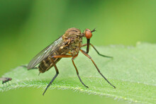 Closeup On A Dance Fly, Empis Livida Sitting On A Green Leaf