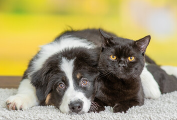 Aufkleber - Sad Australian shepherd dog hugs black cat at summer park