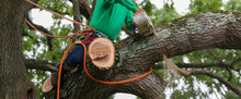 Man Sitting On A Large Tree Branch While Using A Chainsaw