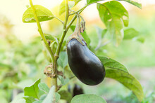 Beautiful Eggplant In The Garden Cultivation. Eggplant Plants On Plantation. Agricultural Garden With Eggplant Vegetables Among Green Foliage, Background, Copy Of The Space