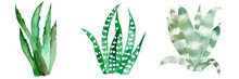 Watercolor Cactus Set On White. Botanic Illustration Of Succulent And Cacti