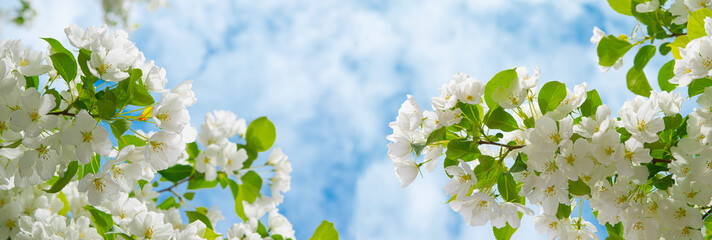 Wall Mural - White apple blossoms against a blue sky, illuminated by the sun.Beautiful natural background with a copy space,panoramic view