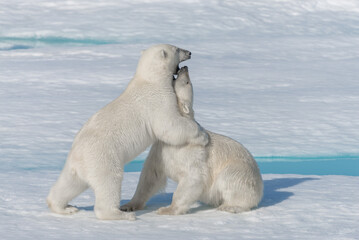 Wall Mural - two young wild polar bear cubs playing on pack ice in arctic sea, north of svalbard