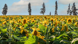 Fototapeta  - Large field of sunflowers in the sunset light