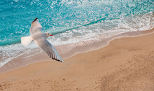 Single Seagull Flying At The Sand Beach