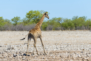 Wall Mural - Giraffe on waterhole in the African savanna