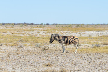 Wall Mural - Wild zebra walking in the African savanna