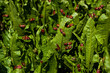 plant horseradish bugs red soldiers