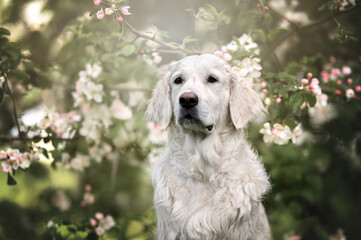 Sticker - beautiful golden retriever dog portrait by a blooming apple tree