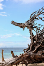Abstract Dry Dead Tree On The Beach With Blue Sky And Turquoise Sea Background At Kradan Island, Trang, Southern Thailand.
