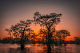 Fototapeta  - Swamp Sunset