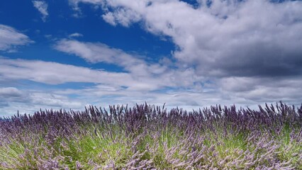 Wall Mural - Field with rows of blooming lavender. Provence in France.