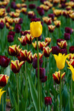Fototapeta Tulipany - Yellow Tulips in the spring garden