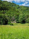 Meadow view in French Vosges moutains