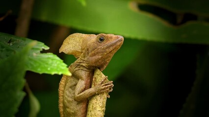 Wall Mural - brown basilisk also the striped basilisk or common basilisk, basiliscus vittatus is basilisk lizard 