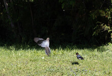 Mourning Dove Landing On The Grass
