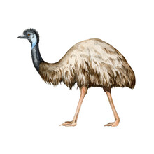 Emu Ostrich Watercolor Illustration. Hand Drawn Native Australian Bird. Single Emu Side View Element. Australia Wildlife Animal. Australian Ostrich On White Background