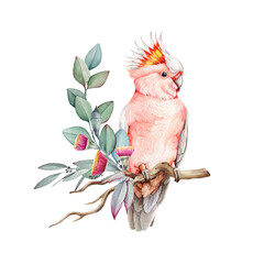 Pink cockatoo bird with flowers and eucalyptus leaves. Watercolor illustration. Hand drawn realistic Major Mitchell's cockatoo. Pink parrot with eucalyptus leaves and flowers decor