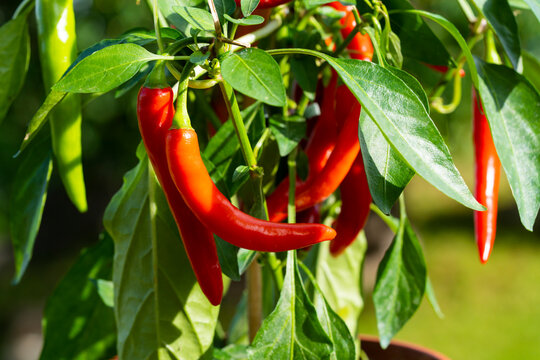chili peppers (also chile, chile pepper, chilli pepper, or chilli, latin: capsicum annuum) in the gr