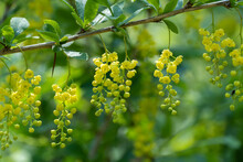 Close-up Branch Berberis Vulgaris Or European Barberry. Blossom Cultivar With Green Leaves And Yellow Flowers. Springtime Nature In Bloom. Bokeh Effect Blurred Background.