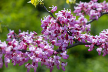 Close-up Pink Flowers Cercis Canadensis. Buds Grow On Branches And Trunk. Purple Spring Blossom In Sunny Day. Blooming Redbud Judas Tree In Springtime In The Park. Blurred Background, Bokeh Effect.
