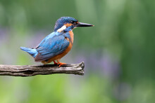 The Common Kingfisher (Alcedo Atthis), Also Known As The Eurasian Kingfisher And River Kingfisher