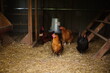 Chickens free ranging on a small farm in the country. Small scale poultry farming in Ontario, Canada.	