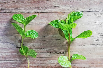 Mint leaves,placed on brown wooden background