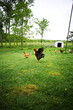 © Erika Norris - Chickens free ranging on a small farm in the country. Small scale poultry farming in Ontario, Canada.