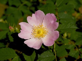 Wall Mural - pink flowers of wild rose bush Rosa canina close up