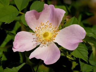 Wall Mural - pink flowers of wild rose bush Rosa canina close up