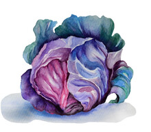Hand Drawn Watercolor Illustration With Of Red Cabbage Closeup Isolated On White Background