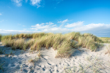 Wall Mural - dune landscape with beach grass in sunlight