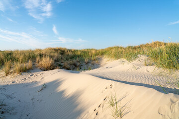 Wall Mural - sand dune with dune grass, north sea coast, sylt, germany