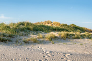 Wall Mural - dune landscape with dune grass, north sea coast, sylt, germany