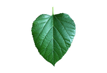 Wall Mural - Isolated mulberry leaf with clipping paths.