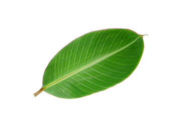 Wall Mural - banana leaves on a white background