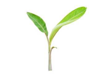 Poster - banana leaves on a white background