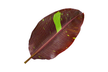 Poster - banana leaves on a white background