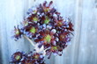 Succulent plant Aeonium arboreum  Zwartkop red leaves south of California USA