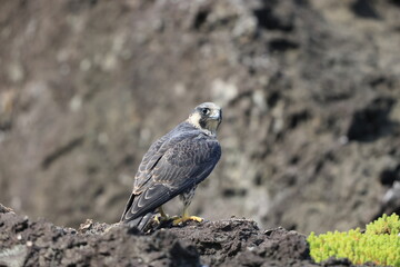 Wall Mural - Peregrine Falcon (Falco peregrinus) in Japan