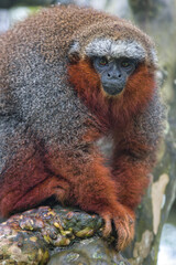 Poster - White-tailed titi, Callicebus discolor