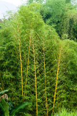 Wall Mural - Yellow bamboo tree, one of the materials for making home decorations that is easy to cultivate.