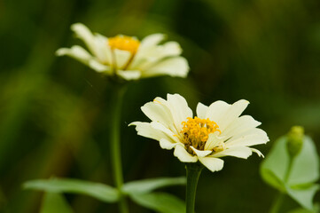 Wall Mural - Common zinnia, one of the flowers that is easy to grow in tropical climates. Naturally colorful flowers