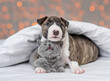 © Ermolaeva Olga - Mini bull terrier puppy lying under a blanket against the background of lights and hugging a kitten. British breed kitten funny showing teeth sniffing the nose of a bull terrier