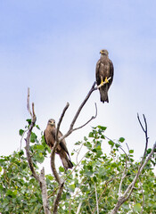 red tailed hawk